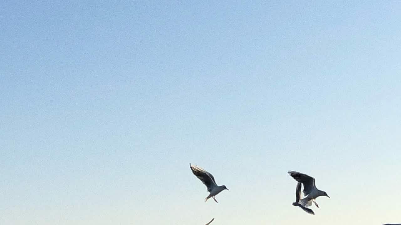 image shows birds in a flock flying in the sky at twilight