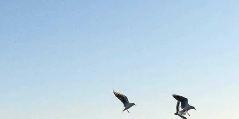 image shows birds in a flock flying in the sky at twilight